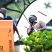 Kasozi sets early pace with 68 as Johnnie Walker Uganda Amateur Open enters day two